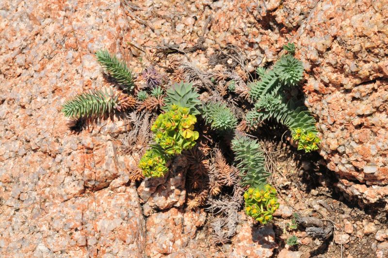 Euphorbia pithyusa subsp. pithyusa / Euforbia delle Baleari